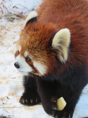 red panda eating bamboo