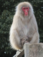 long macaque