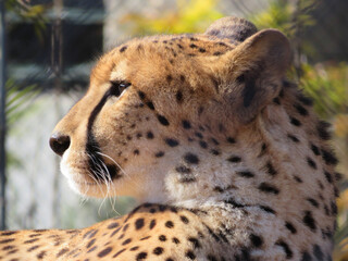 portrait of a cheetah