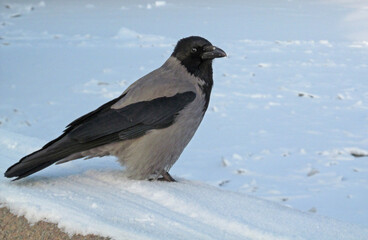 Fototapeta premium Hooded Crow sitting on the snow in winter. Gray bird on a white background.