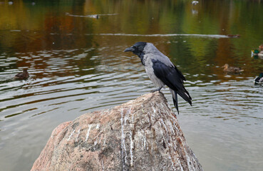 Fototapeta premium Hooded Crow sitting on the stone. Gray bird is near a pond against of water.