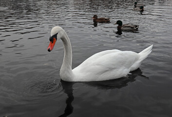 White mute swan swimming in dark water. Beautiful waterfowl and large waterbird close-up in its natural habitat.