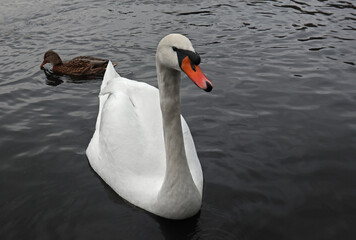 White mute swan swimming in dark water. Beautiful waterfowl and large waterbird close-up in its natural habitat.