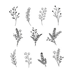 Fototapeta premium Vector collection Hand drawn flower and leaf decorative elements
