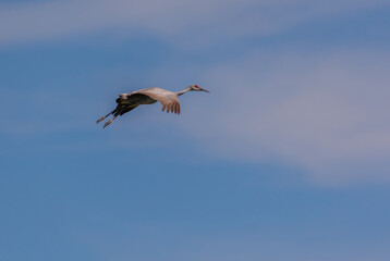 Fototapeta na wymiar Sandhill cranes migration in field 