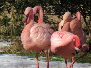 flamingo in the zoo