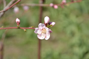 mini pictures of plants flora