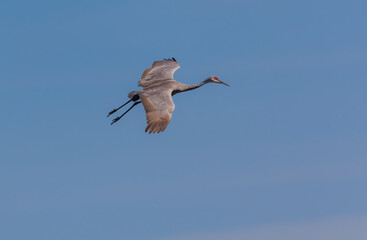 Obraz premium Sandhill cranes migration in field 