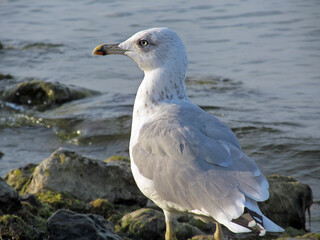 Young Herring gull walking on the seashore. Portrait of a beautiful wild bird (Larus argentatus) in nature.