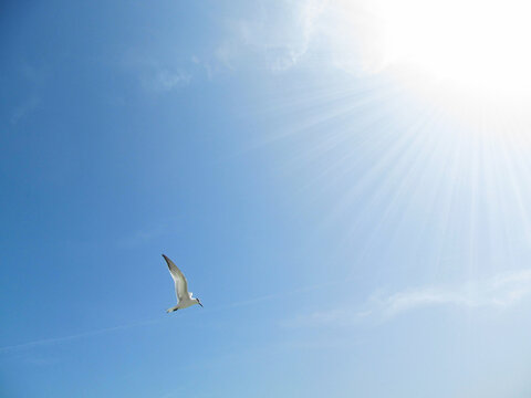 Black-headed gull flying in the blue sky. A beautiful wild bird living in the Baltic Sea area.