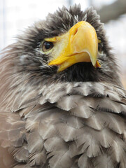 american bald eagle