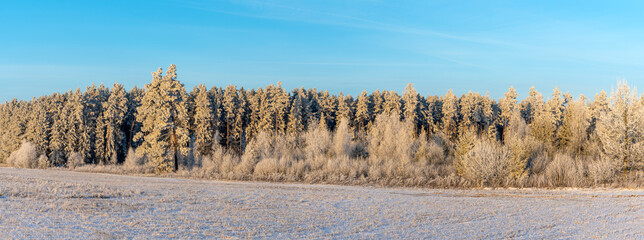 The edge of a coniferous forest in the snow. A picturesque winter landscape with a forest edge and a meadow.