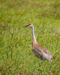 Sandhill cranes migration in field 