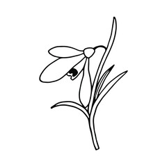 Spring flower Snowdrop. Vector stock illustration eps10. Isolate on white background, outline, hand drawing.