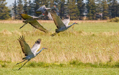 Sandhill cranes migration in field 