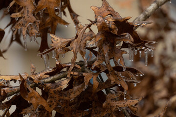 Freezing rain on the leaves