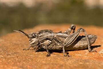 Orthoptera are paurometabolic insects with chewy mouthparts.