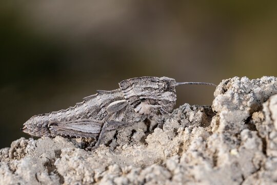 รูปภาพMouthparts – เลือกดูภาพถ่ายสต็อก เวกเตอร์ และวิดีโอ1,386 | Adobe ...