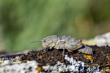 Orthoptera are paurometabolic insects with chewy mouthparts.