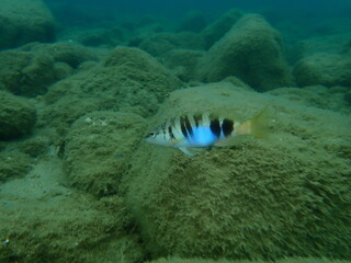 Fototapeta premium Painted comber (Serranus scriba) undersea, Aegean Sea, Greece, Halkidiki