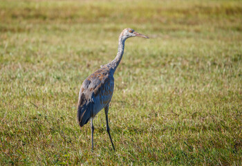 Sandhill cranes migration in field 