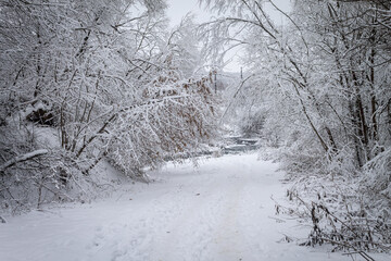 A winter day. Trees in the snow, snowdrifts. Fairytale forest.