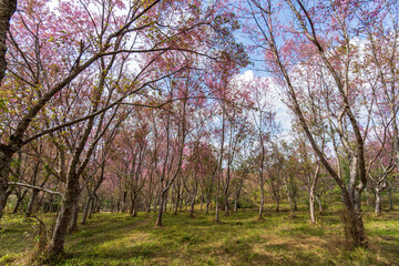 Obraz premium A weekend in the Petchabun province in Thailand