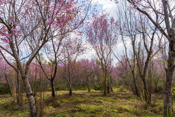 Obraz premium A weekend in the Petchabun province in Thailand