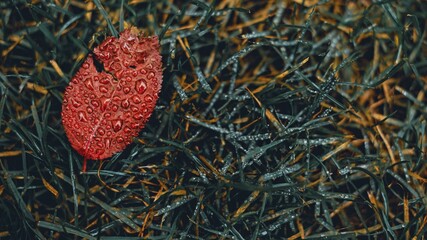 Krople deszczu  © Lukasz