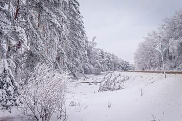 A winter day. Trees in the snow, snowdrifts. Fairytale forest.