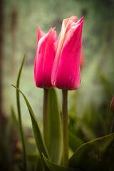 Fototapeta premium Pink tulips against green background