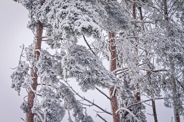 A winter day. Trees in the snow, snowdrifts. Fairytale forest.