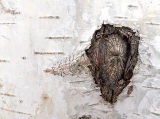 Birch trunk with birch bark and a place for a knot