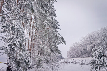A winter day. Trees in the snow, snowdrifts. Fairytale forest.