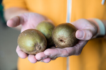 Hands holding three kiwi healthy diet