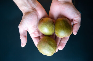 Hands holding three kiwi on dark background