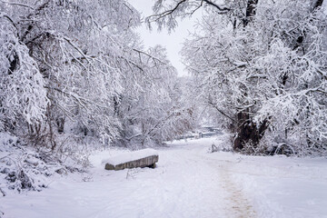 A winter day. Trees in the snow, snowdrifts. Fairytale forest.