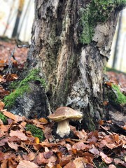 Fototapeta premium mushroom in the forest
