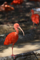 Close up  the scarlet ibis is beautiful bird