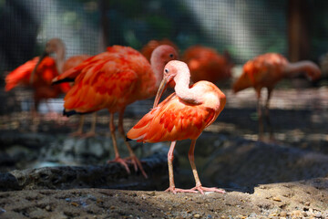 Close up  the scarlet ibis is beautiful bird