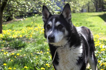 Portrait of a husky dog in a flowering meadow.