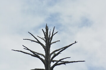 tree against sky