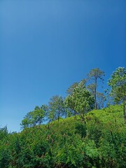 trees in the forest