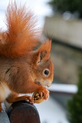 Red squirrel sitting on a bench with a walnut in his tiny paws, close up