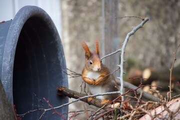 Red squirrel sitting in a garden © Lydia