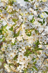 Blooming cherry tree. Warm sunny spring day.