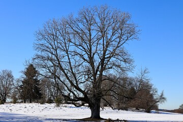 Fototapeta premium trees in the snow