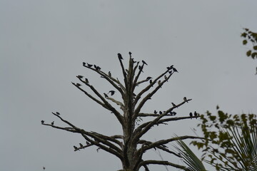 birds on the tree