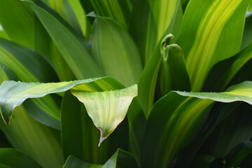 Fototapeta premium lily of the valley