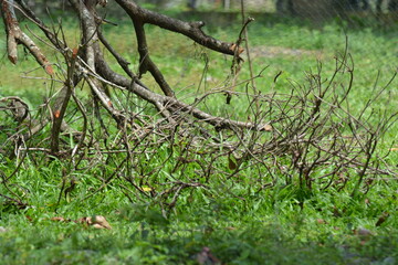 stump